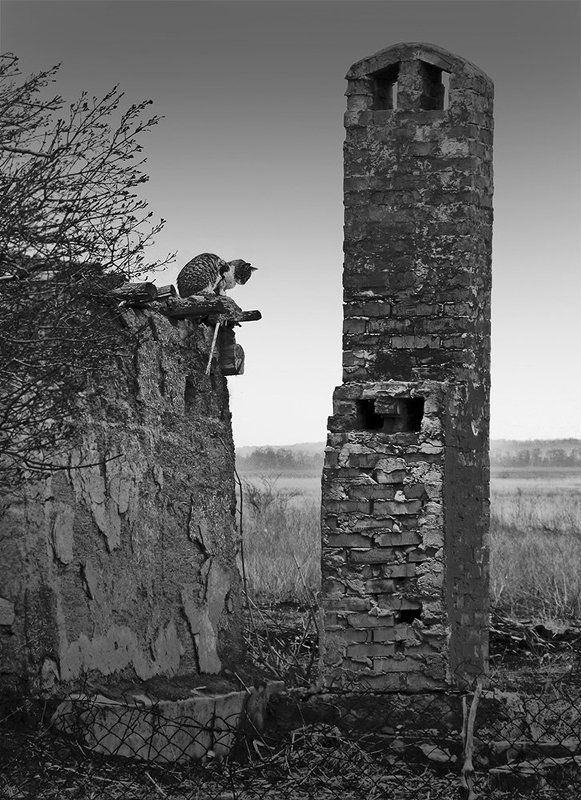 Грустная история или Кошкин дом фото превью