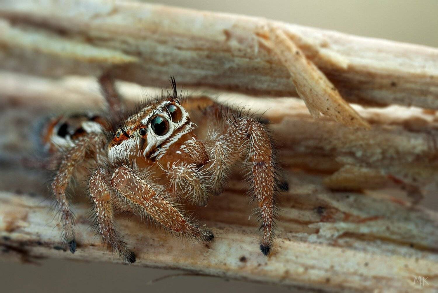 паук-скакун, Miron Karlinsky