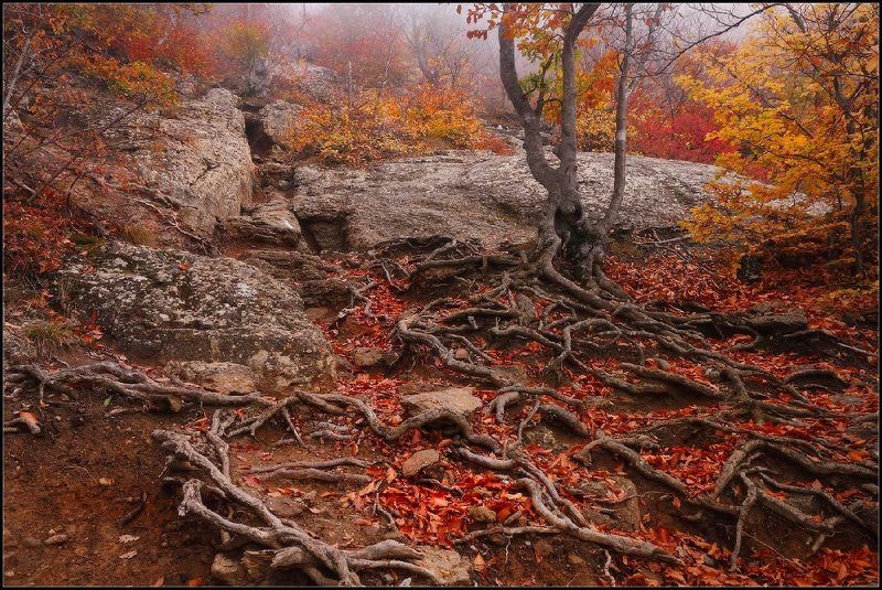 Горный Эльф.. фото превью