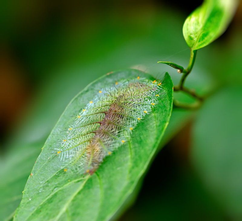 Колючка... фото превью