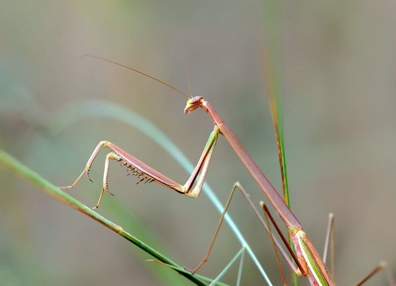 На цыпочках... фото превью