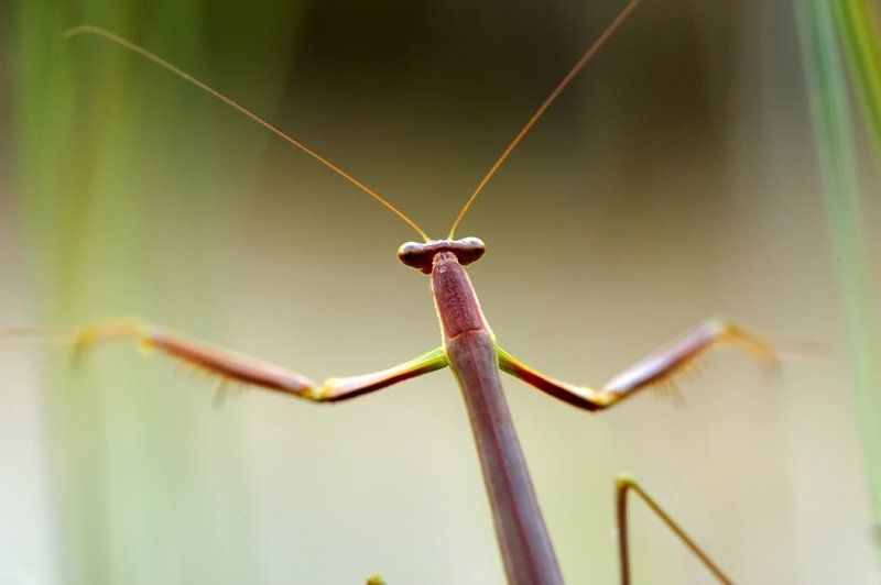 Дирижер фото превью