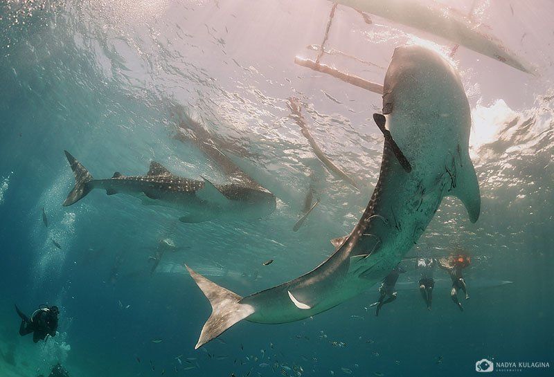 На крючке фото превью