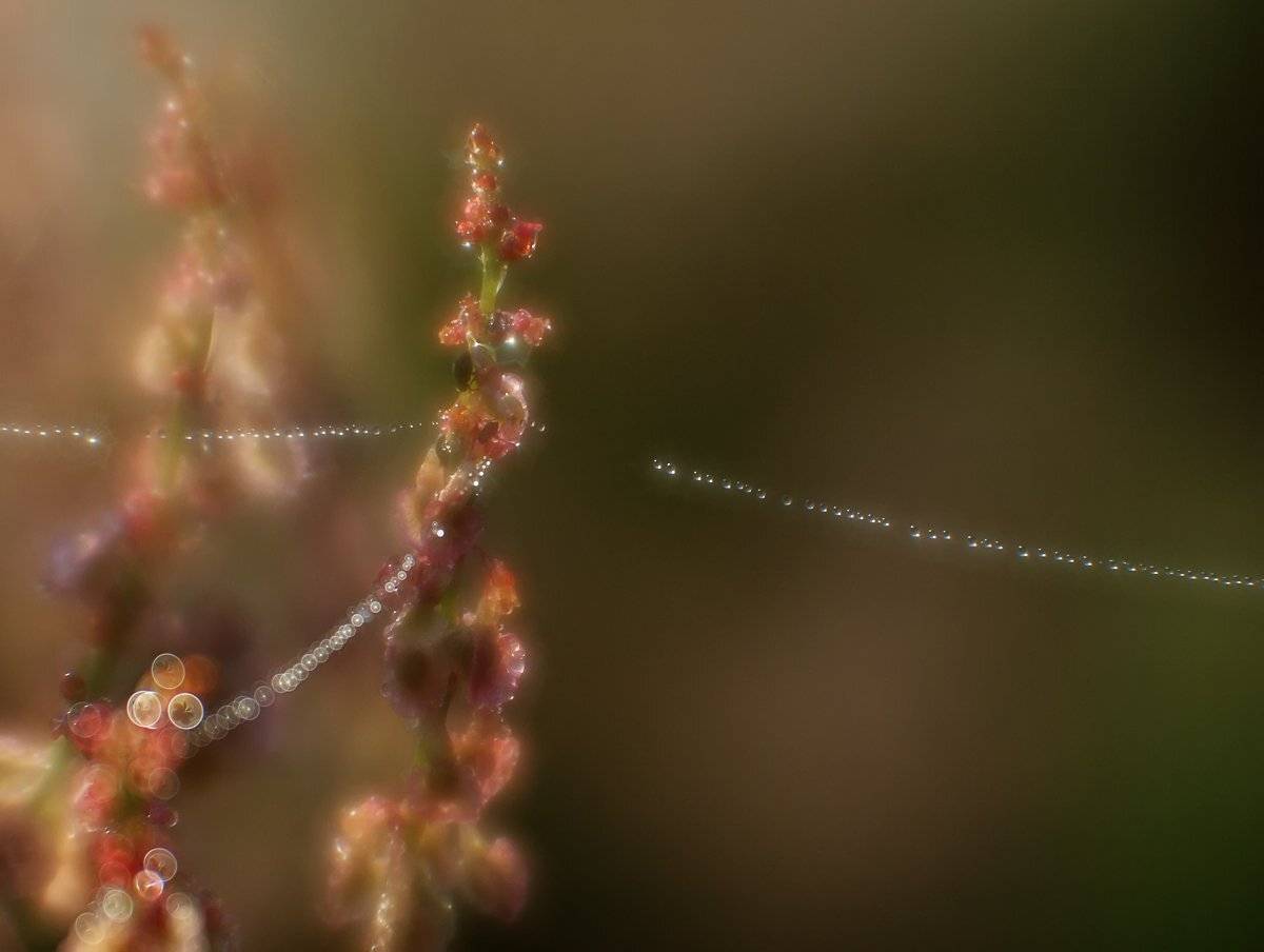 , Владимир Перепечаев