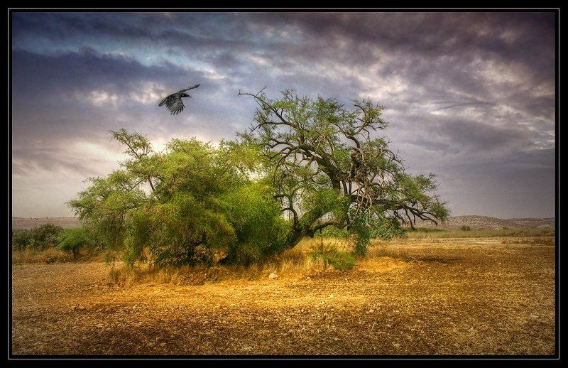 ворона Полевая...про ворону фото превью