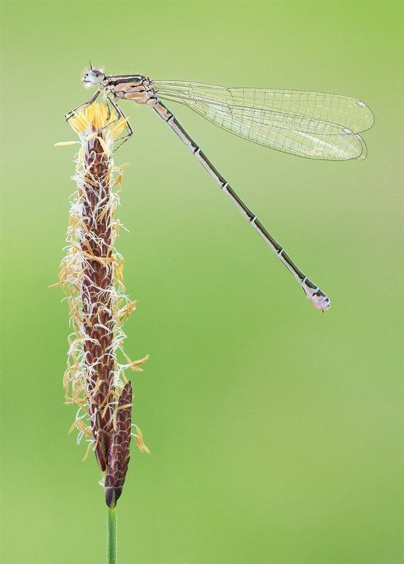 Damselfly фото превью