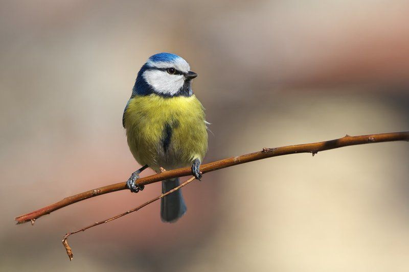 Голубая синица фото превью