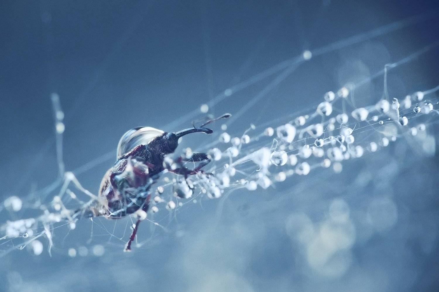 eosboy, macro, nature, Олег Жуков