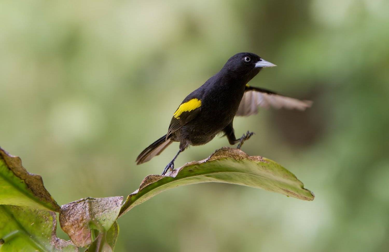 golden-winged cacique, cacicus chrysopterus, japim-soldado, золотокрылый черный касик, бразилия, Елена Давыдова