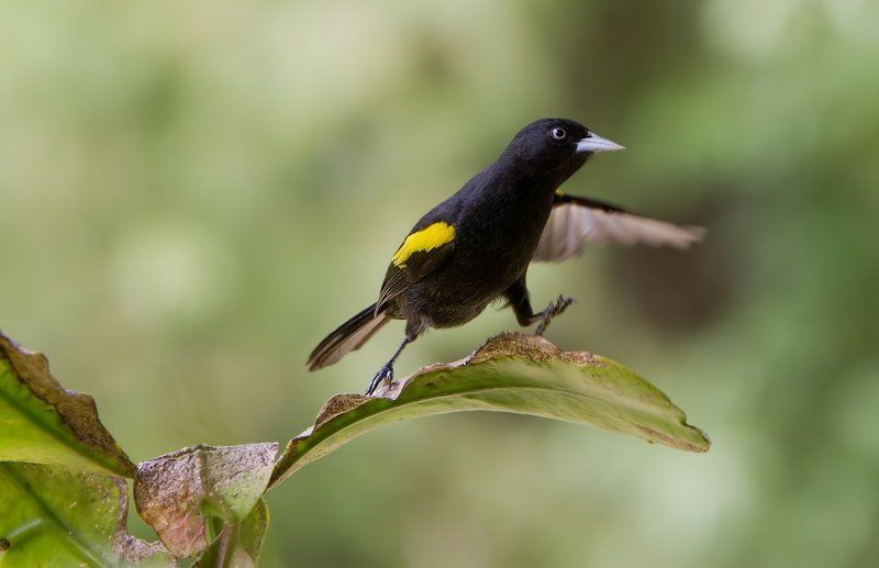 golden-winged cacique, cacicus chrysopterus, japim-soldado, золотокрылый черный касик, бразилия А как же я? фото превью
