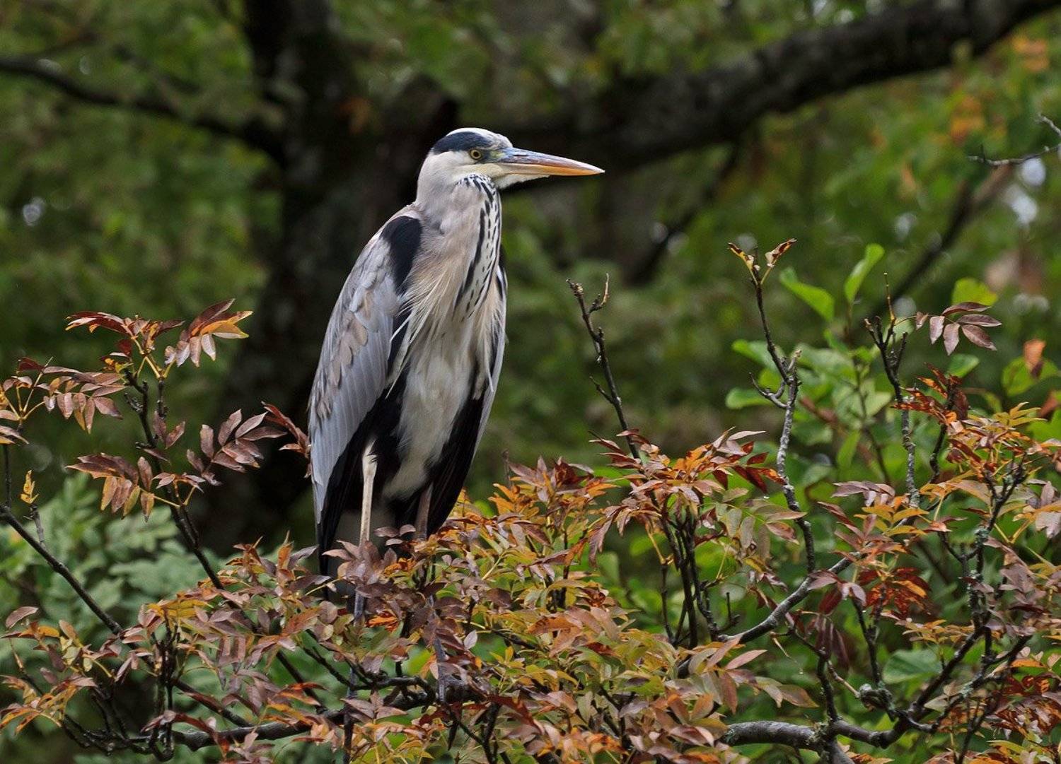 серая цапля, ardea cinerea, Николай Попов