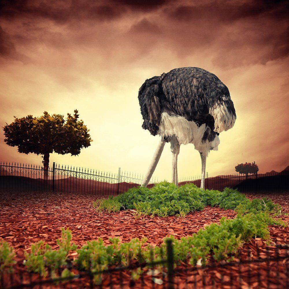 , Caras Ionut