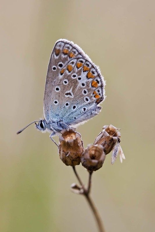 ** фото превью