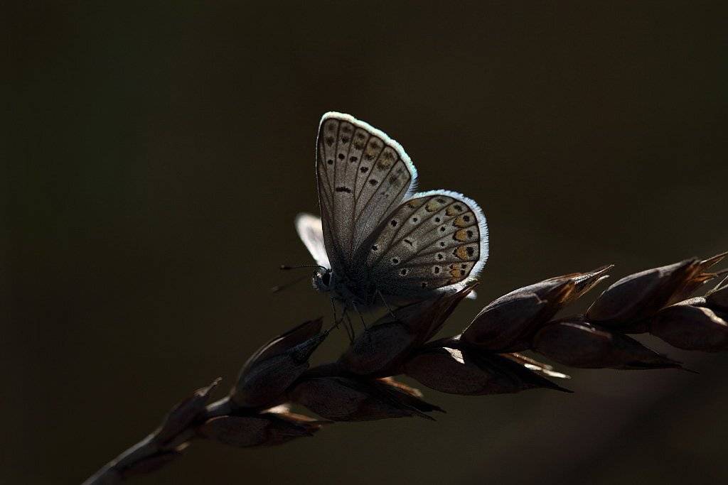 , Сергей Таланов