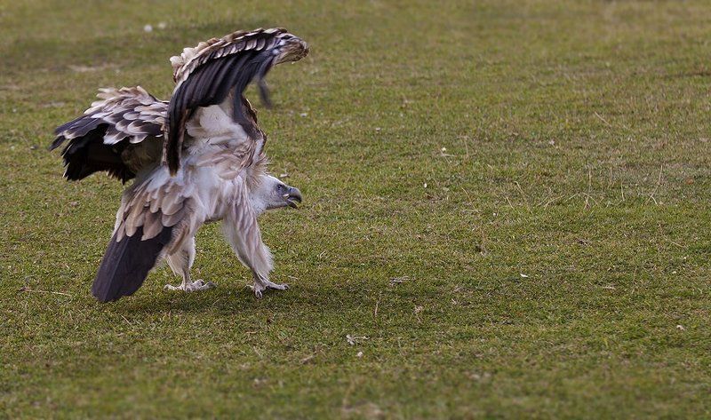 хищник, птица, стервятник, гриф Стервятник. фото превью