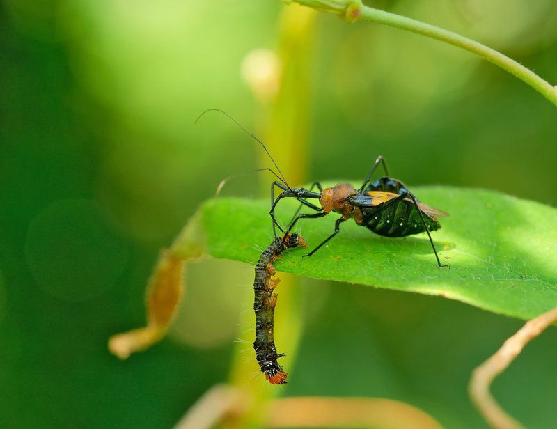 Обед не отдам... фото превью