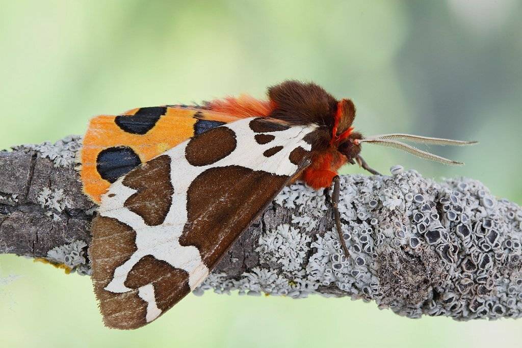 , Сергей Таланов