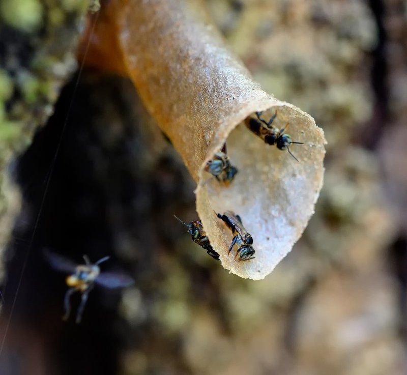 Пчелки... фото превью