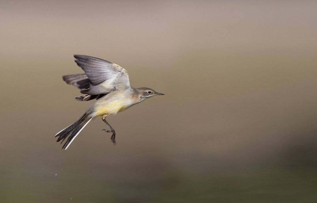 , Стефан Дянков