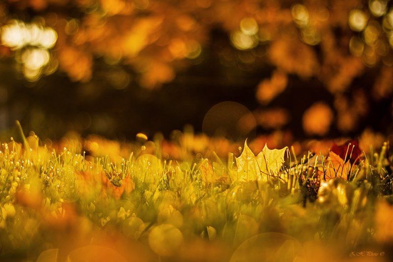 morning, , , , , bokeh, , , , , golden, , , , , leaf, , , , , maple, , , , , honey Morning, like honey for my soul фото превью