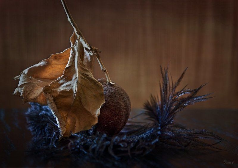 высохших, лист, лимона, птичье, перо =~= фото превью