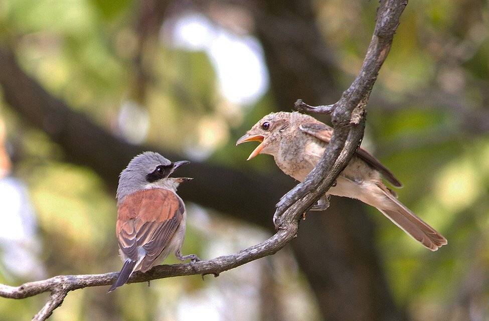 , Игорь Олейник