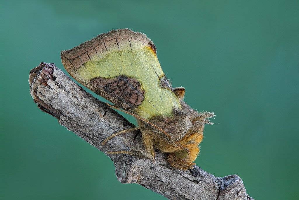 , Сергей Таланов