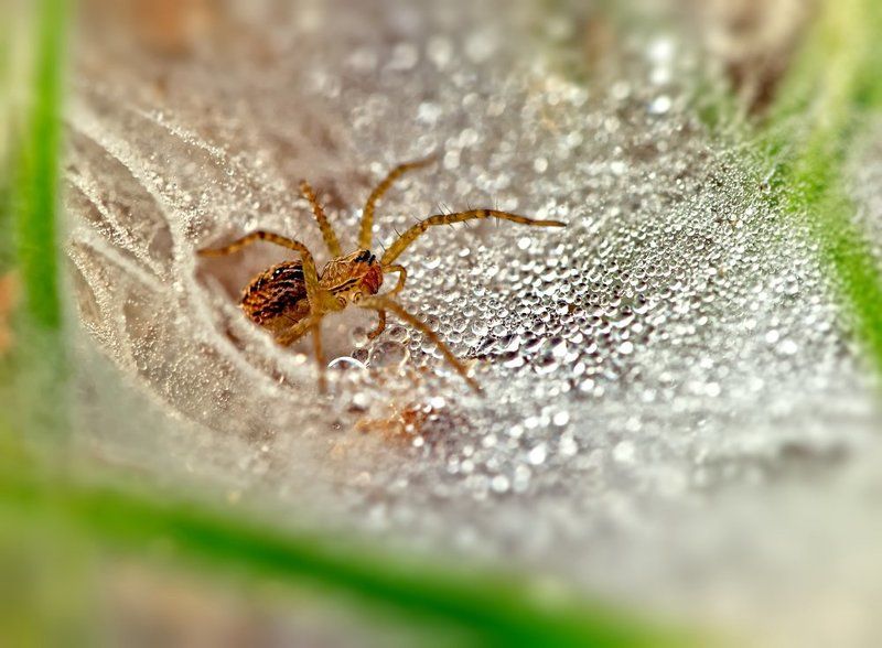 паук, паутина, макро, macro, closeup Паутинное... фото превью
