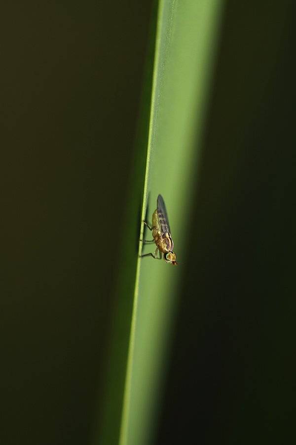 , Сергей Таланов