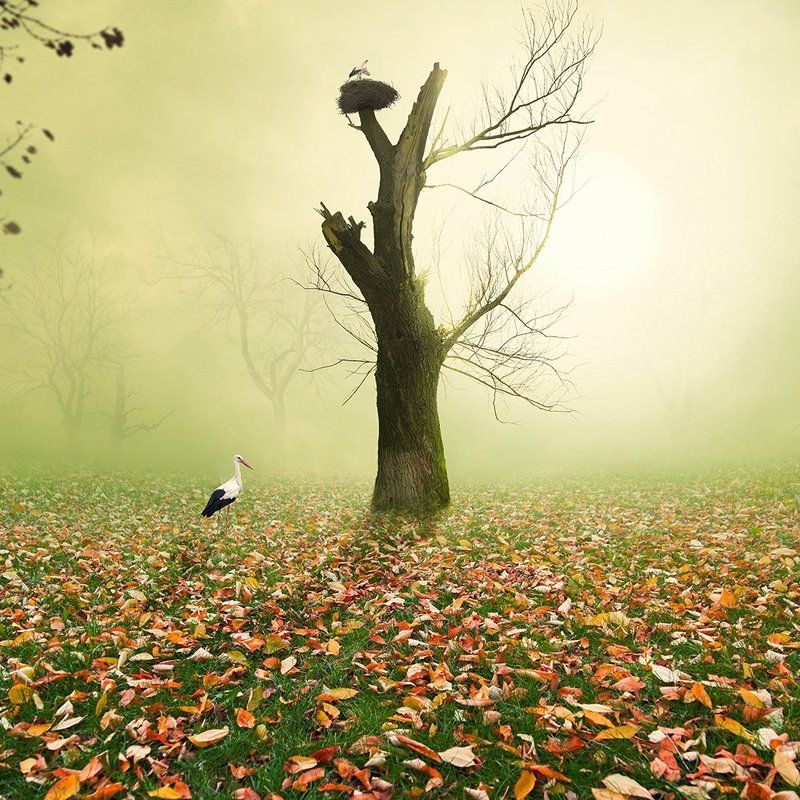Mist in the wonderland фото превью