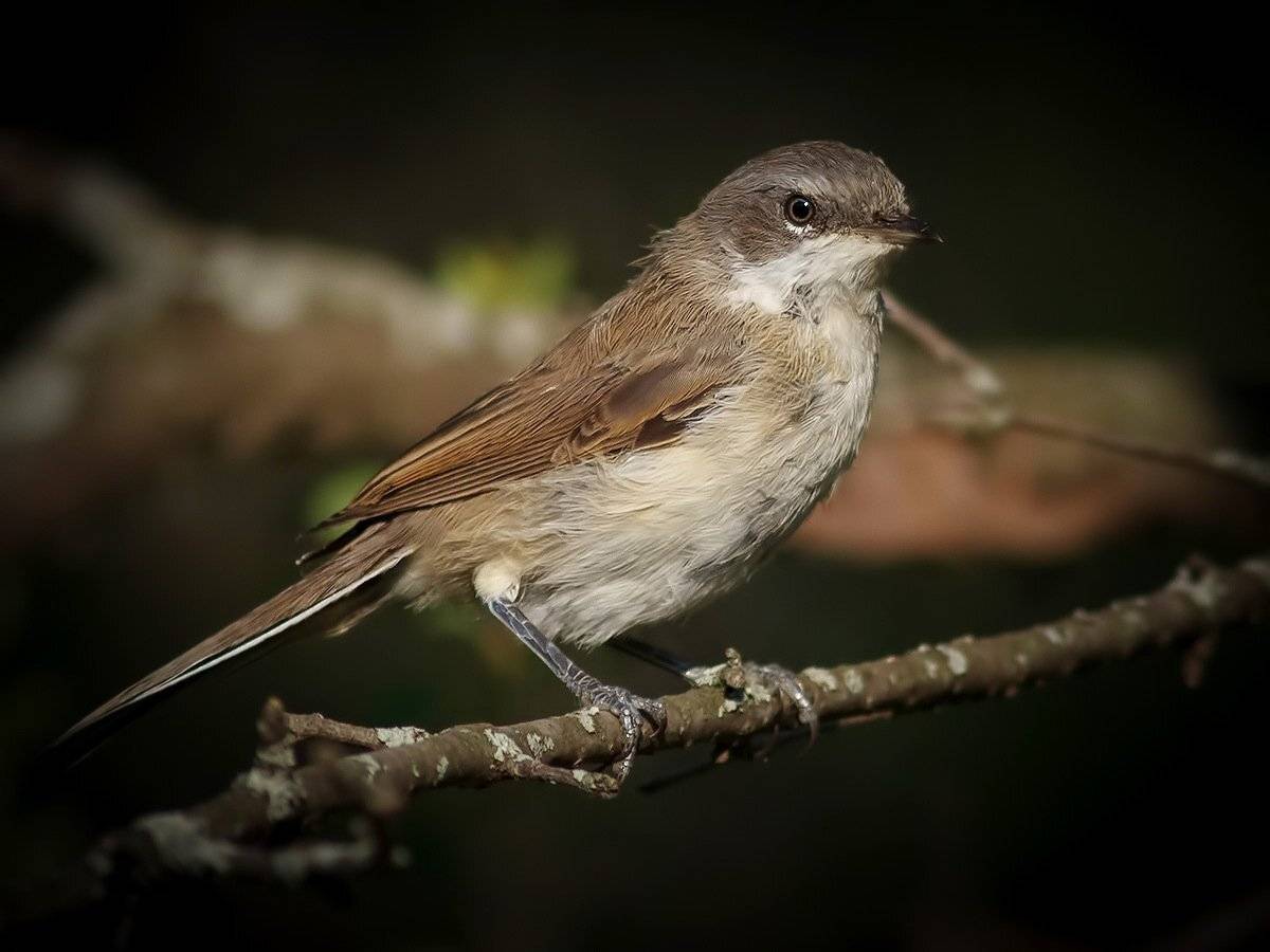 славка, Ляпустин Юра