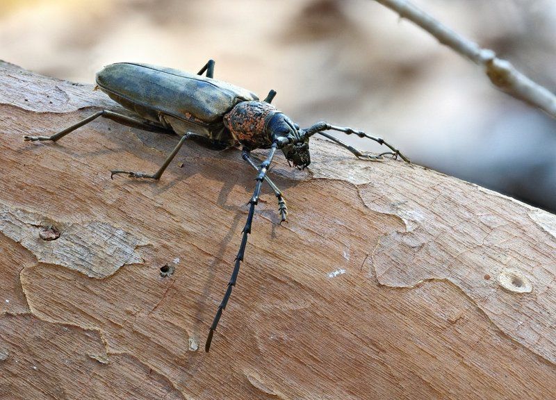 Усач... фото превью