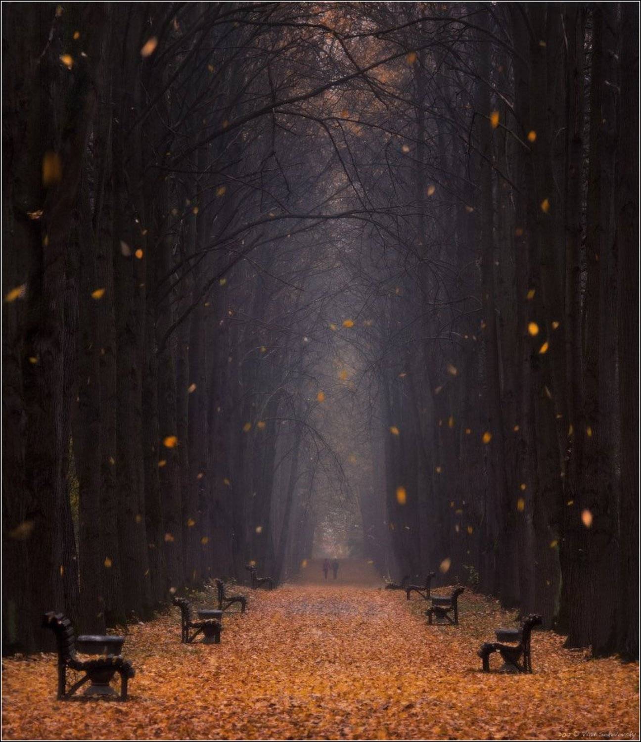 осень, аллея, туман, листопад, двое, перспектива, листья, листва, парк, дымка, пара, nikkor, 70-210/f4, autumn, park, leaves, fog, two, foliage, couple, smoke, alley, nikkor, perspective, leaf, fall, Влад Соколовский