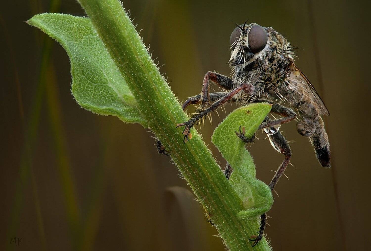 ктырь, Miron Karlinsky