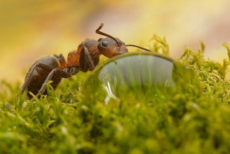 crystal ball will tell you the truth.... фото превью