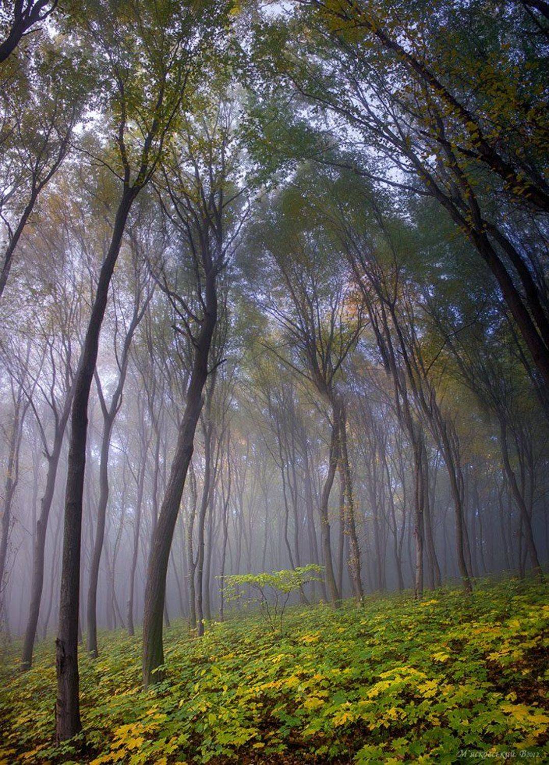 , Wolodymer Mjaskowskuj