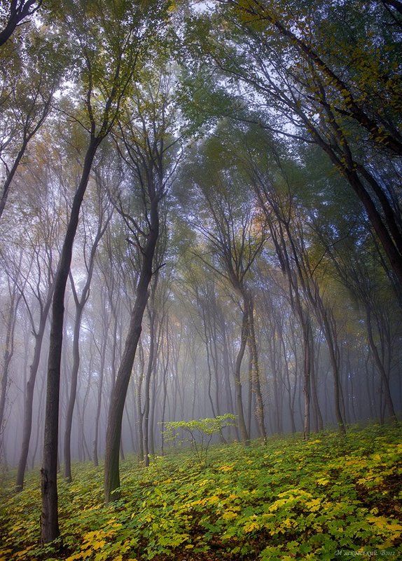 **** фото превью