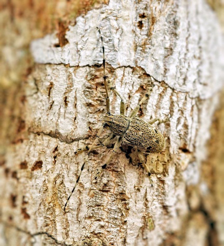 Мастера маскировки и борьбы... фото превью