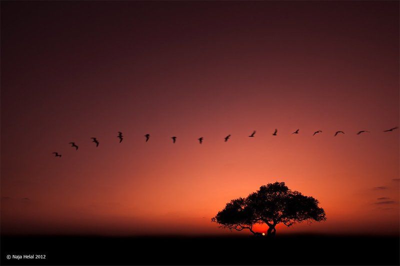 safari, saudi, arabia Safari фото превью