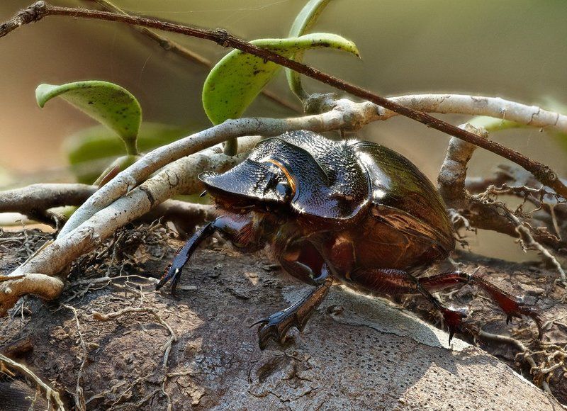 Heliocopris bucephalus фото превью