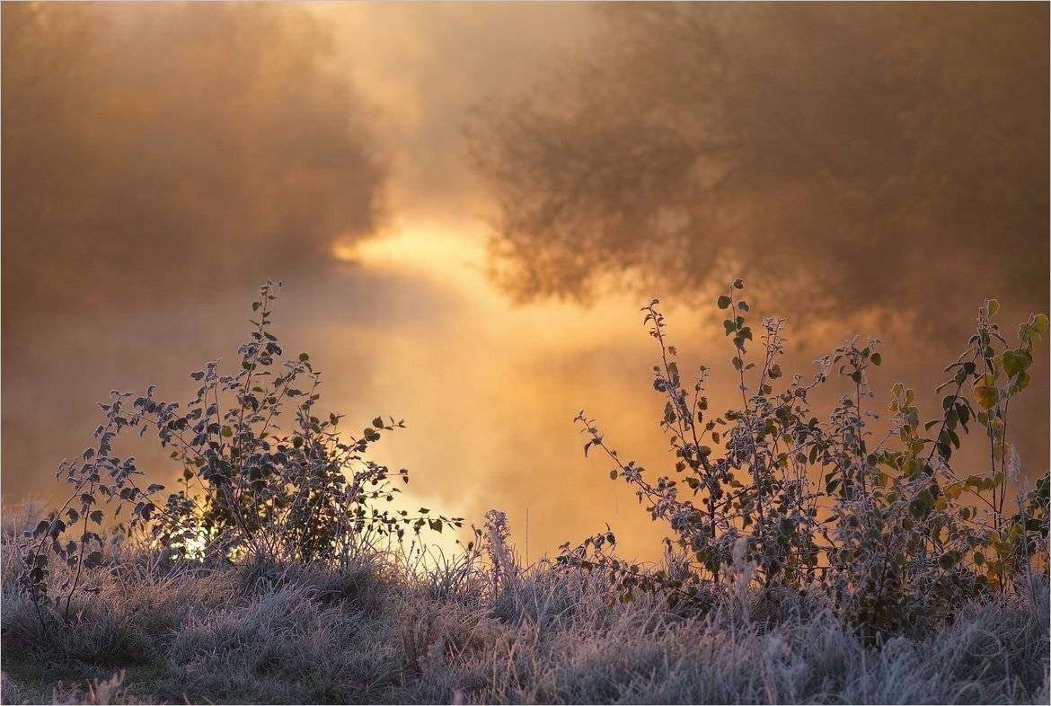 , Николай Шахманцир