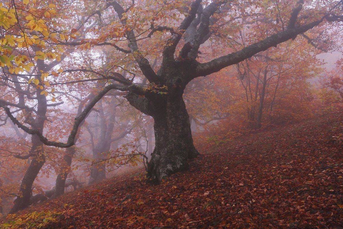 , Александр Киценко