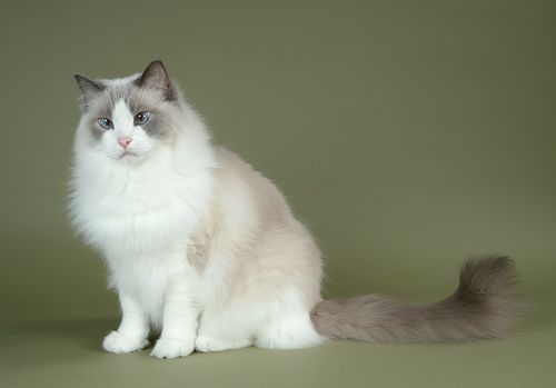 Матильда во всей красе  - Ragdoll Cat (Matilda)