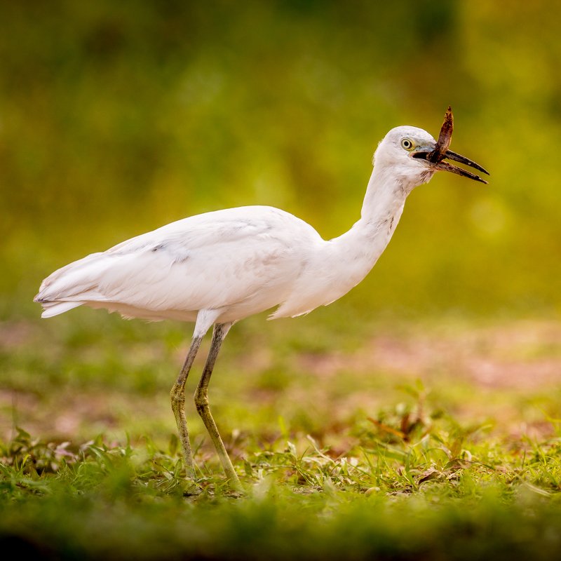 Snowy Egret фото превью