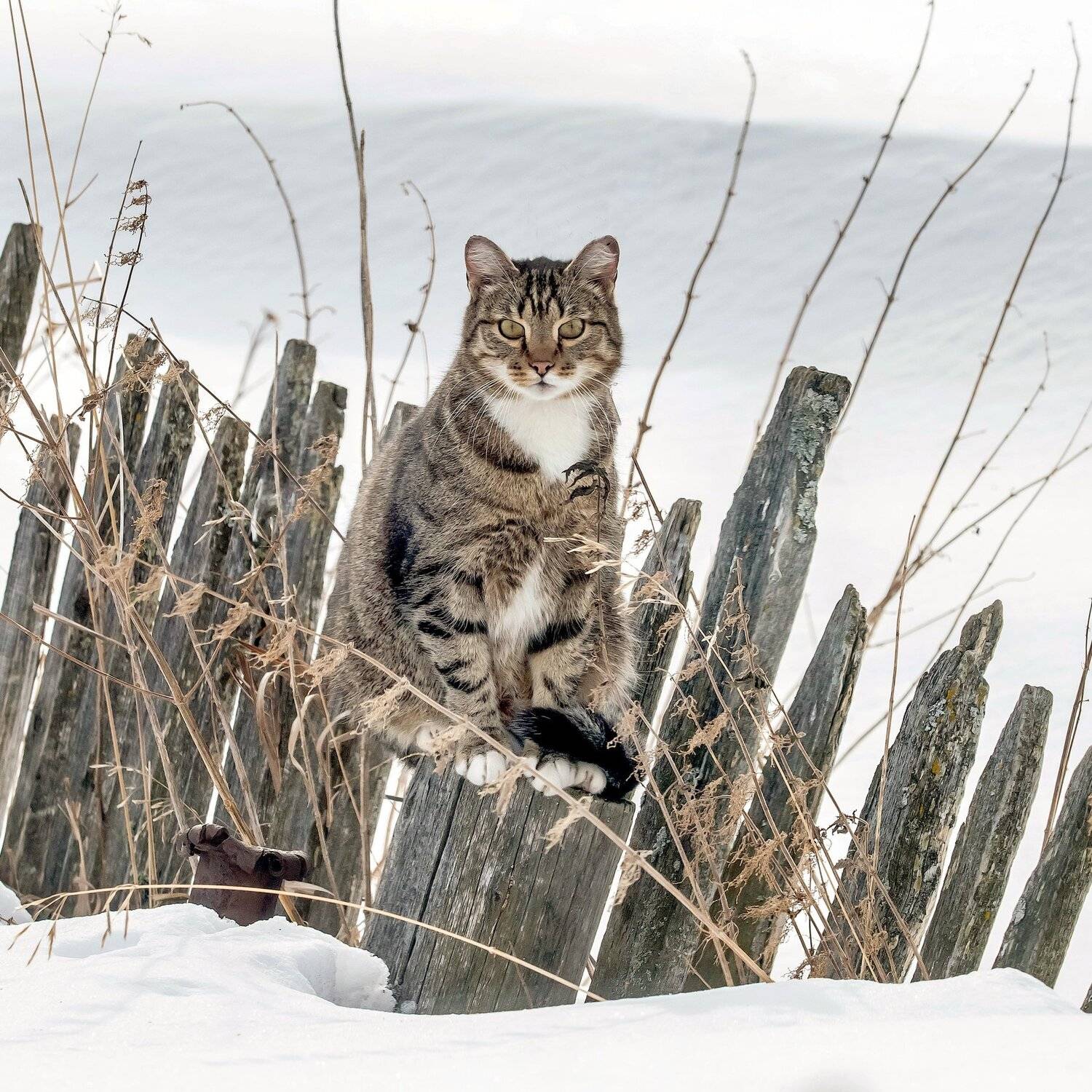 , Михаил Белоусов