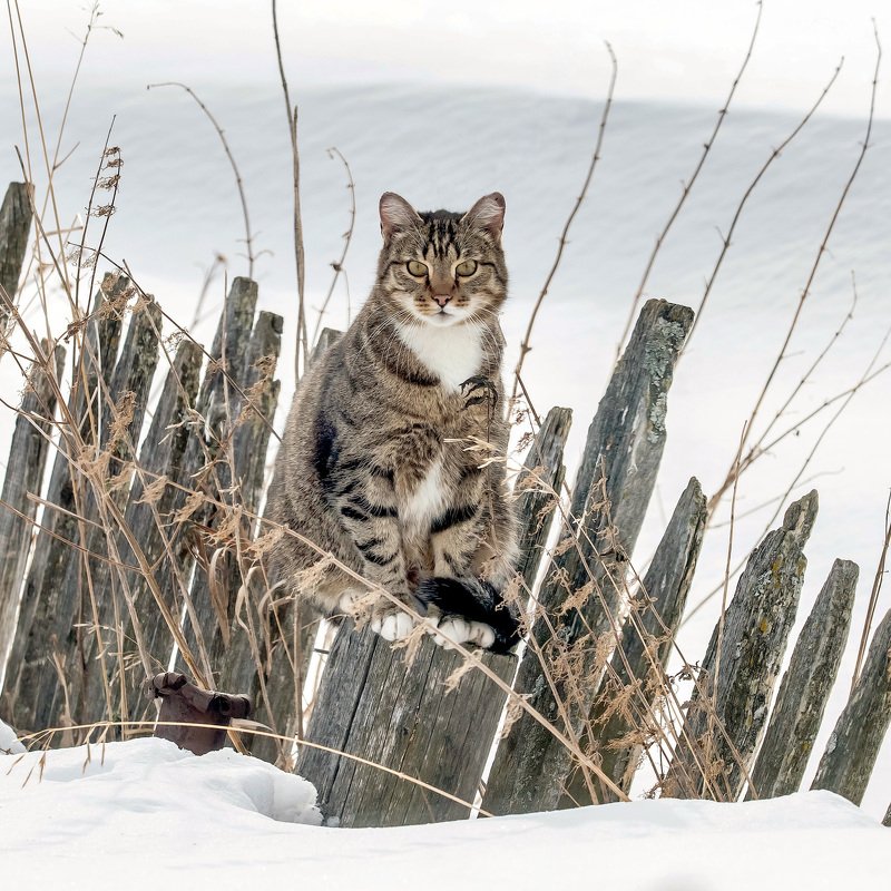 Мартовский котэ. фото превью