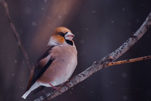 Обыкновенный дубонос
