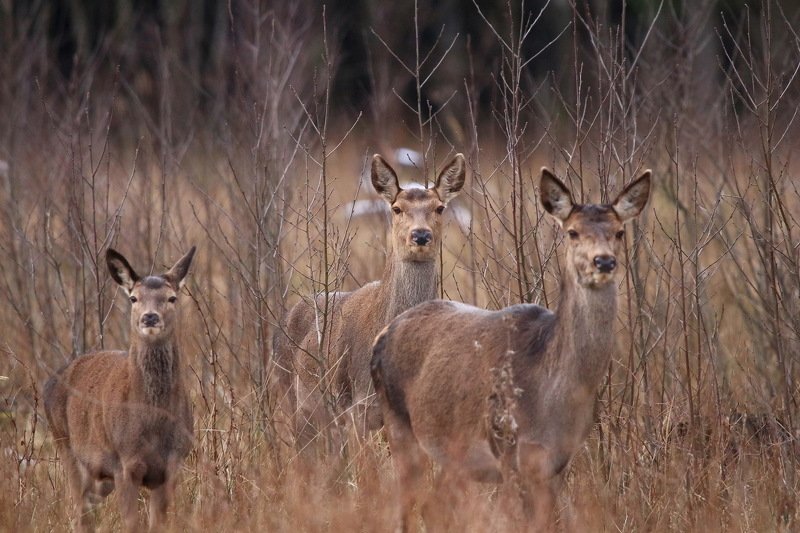 111 111 фото превью