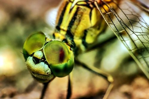 Dragonfly in the garden