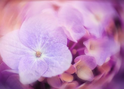 Floral mood 